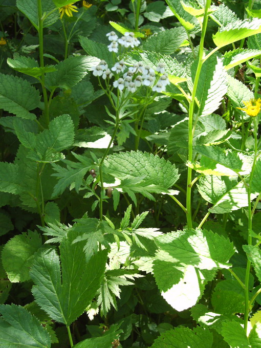 Achillea macrophylla / Millefoglio delle radure